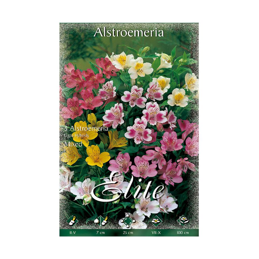 Cebulki Alstroemeria, mieszanka 3 szt.