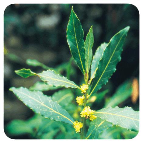 Etherische olie Laurier Pranarôm 5 ml