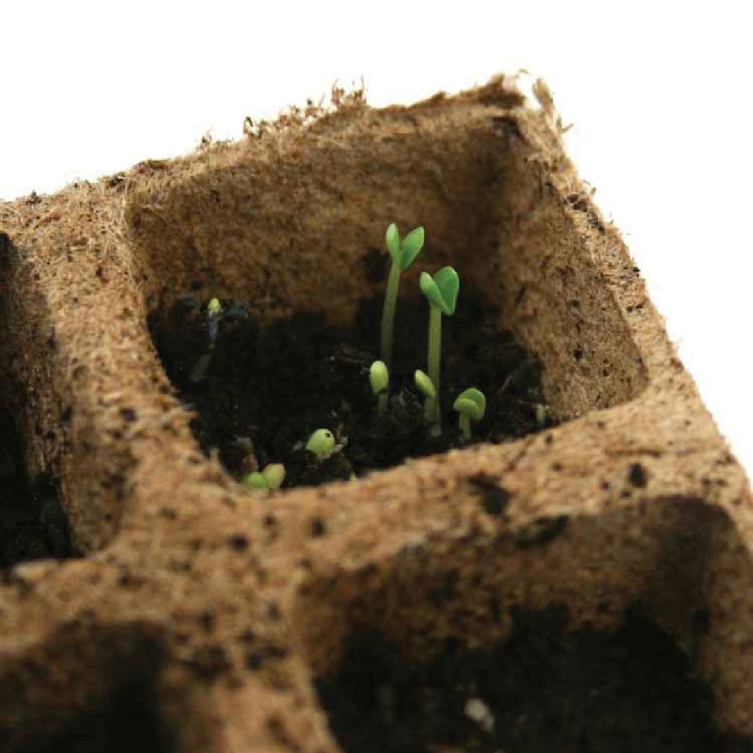 Pack square fibre tray for seedbeds Planeta Huerto 10 units