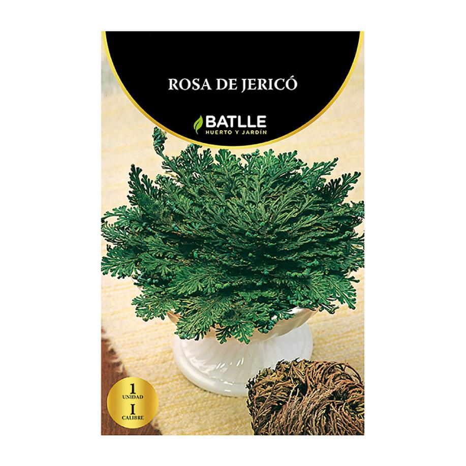 Rosa de Jericó Batlle 1 st