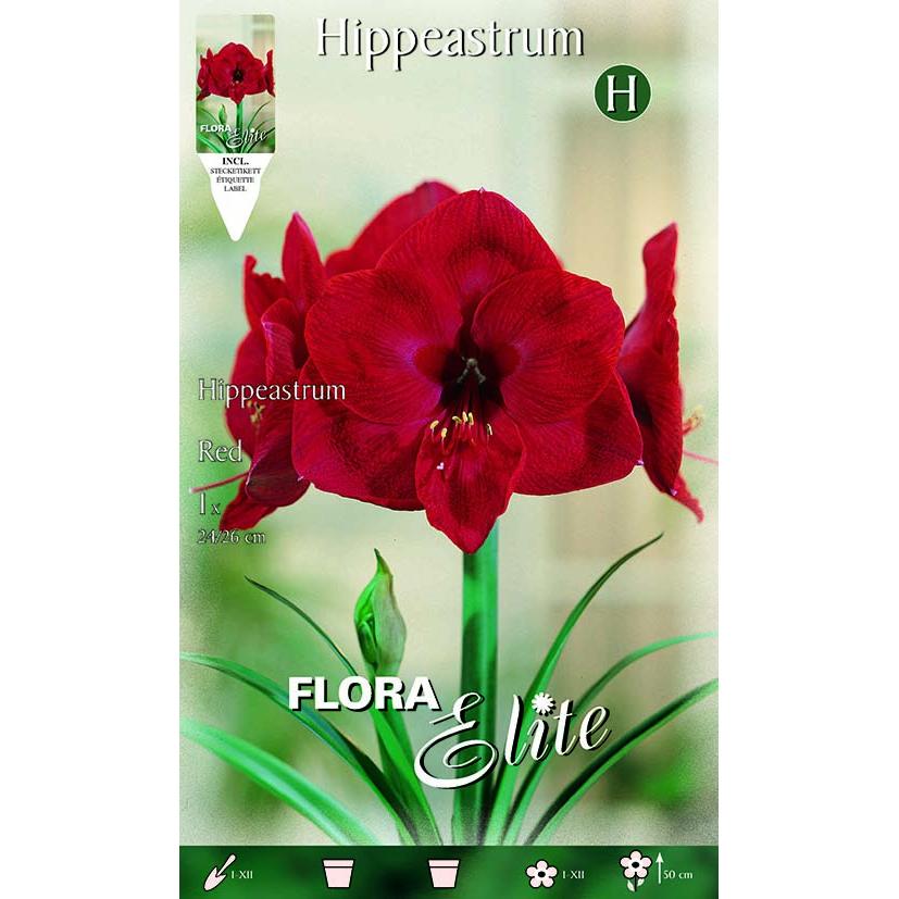 Rote Amaryllis-Zwiebel 1 Stück