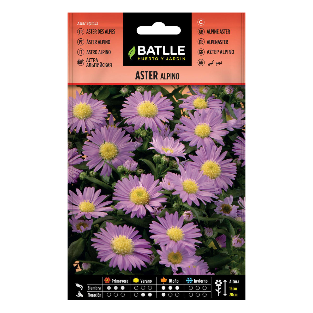 Semi di Aster Alpino Batlle