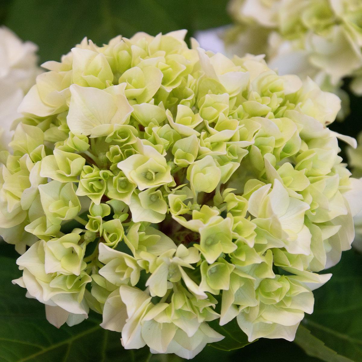 White hydrangea 50-60 cm