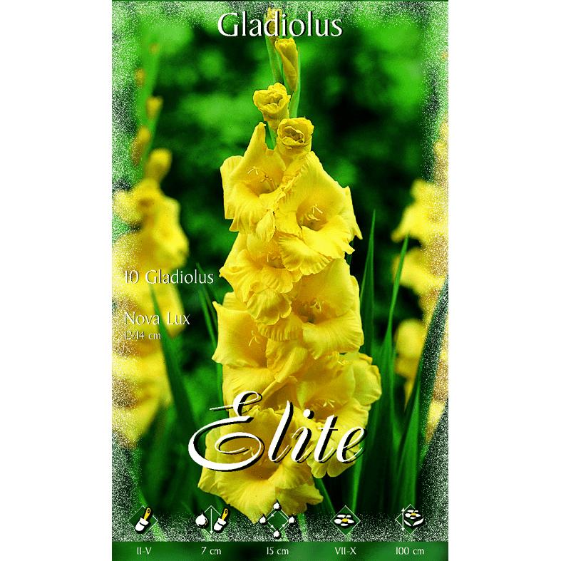 Yellow Gladiolus Bulb 10 pcs