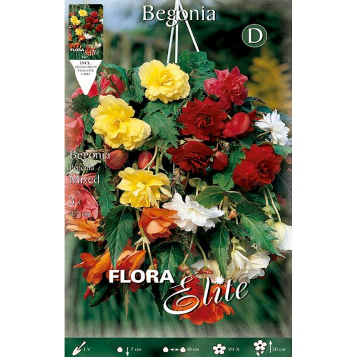 Begonia Pendula bulb mix, 3 pcs