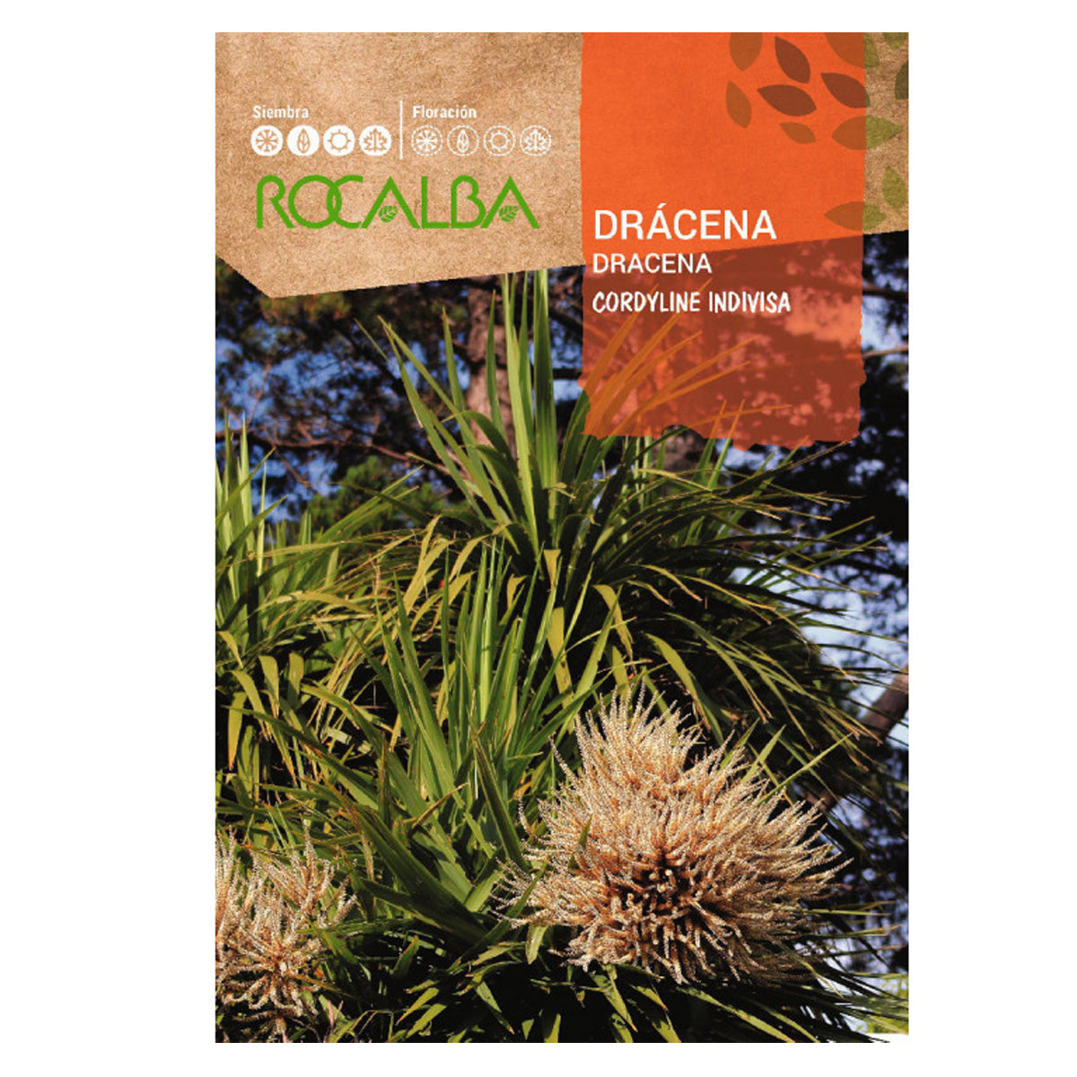 Dracena-frön, Rocalba