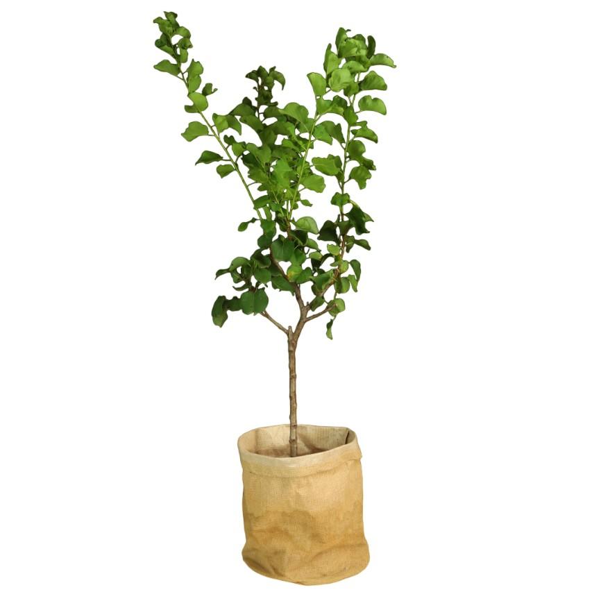 Mini arbre fruitier nain Abricot - Prunus armeniaca