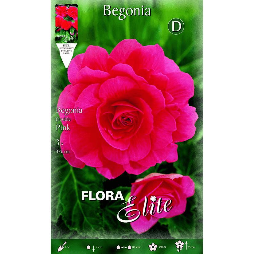 Begonia-bol dubbel roze 3 stuks