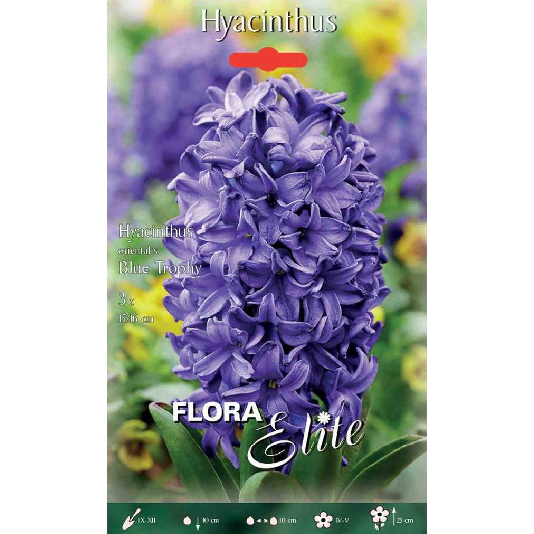 Blue Trophy Hyacinth Bulbs, 3 pcs