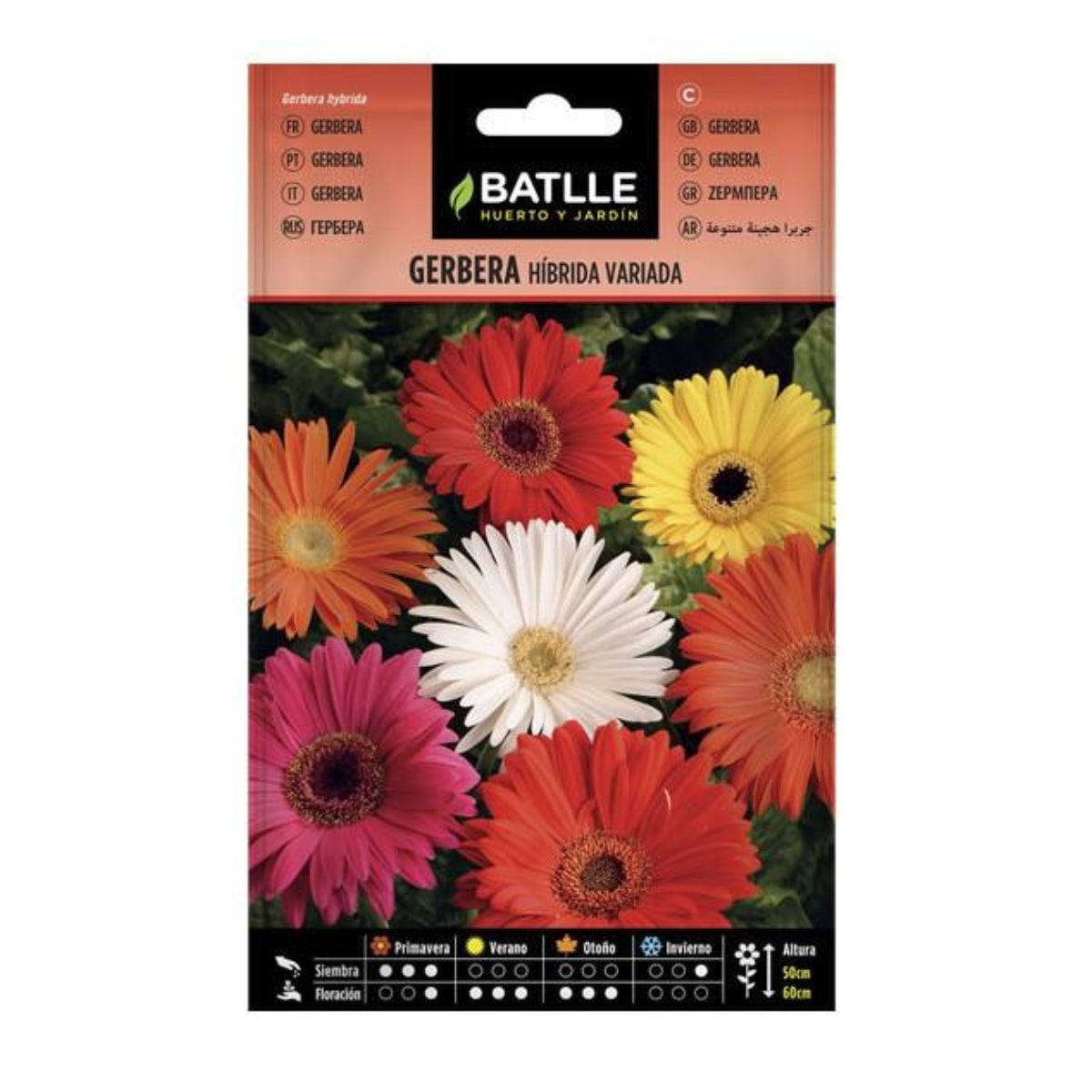 Graines de Gerbera Batlle