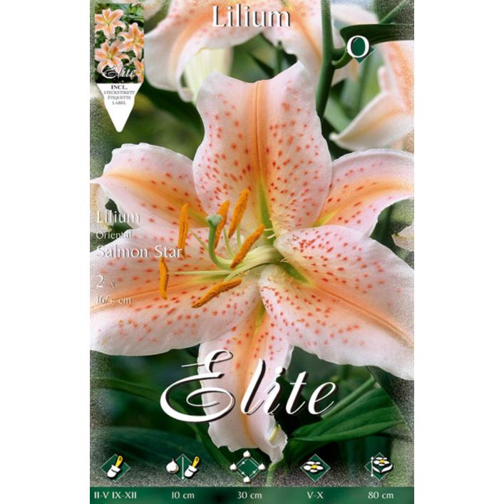 Lilium Oriental-lök, laxfärgad Star, 2 st