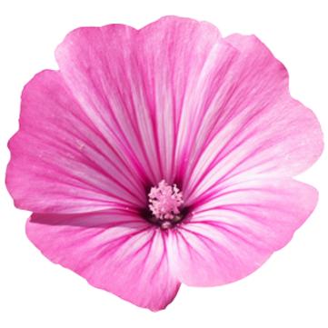 Żel oczyszczający Basis Sensitive Lavera 125 ml