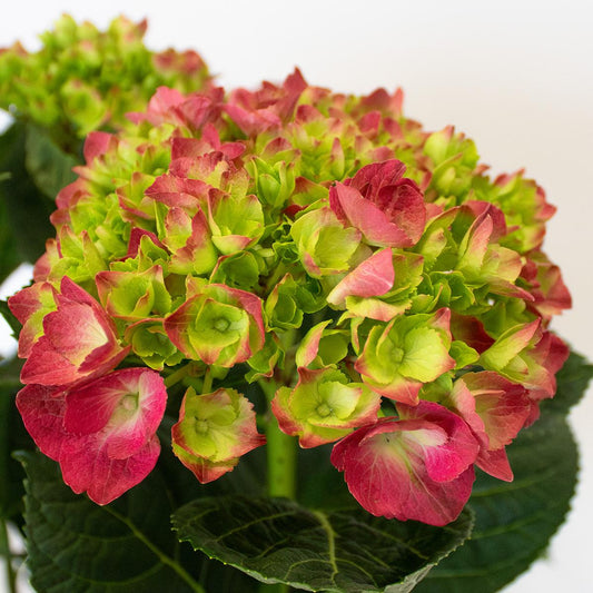 Hortensie Fuchsie 50-60 cm