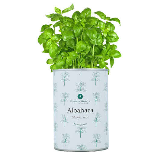 Anbausatz für aromatisches Basilikum Planeta Huerto