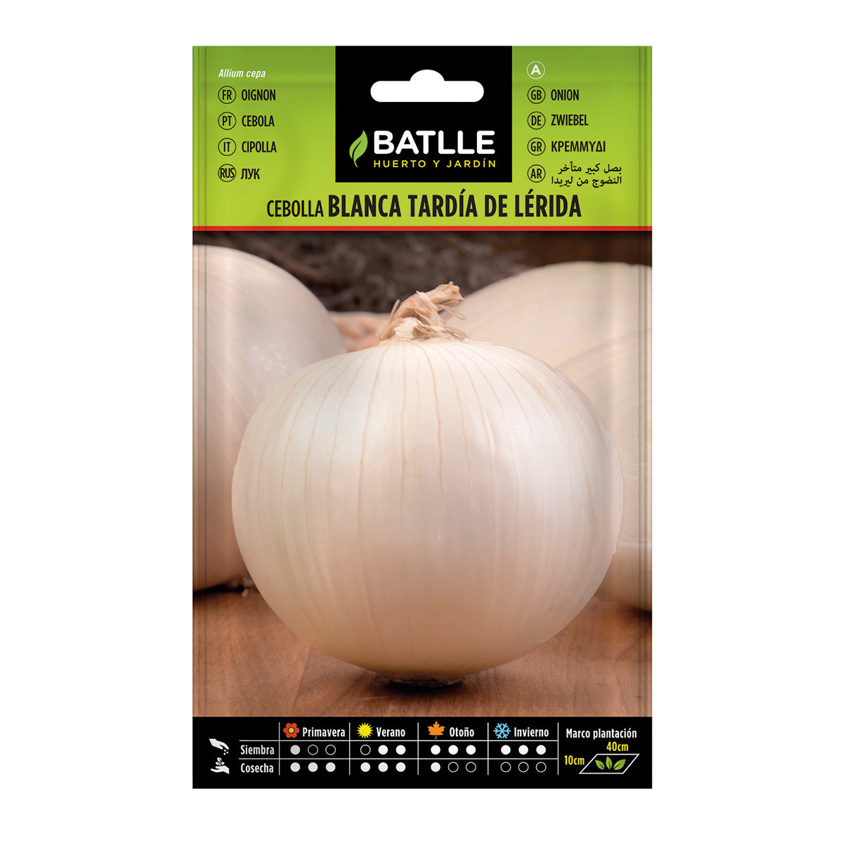 Frön av sen stor lök från Lérida Batlle