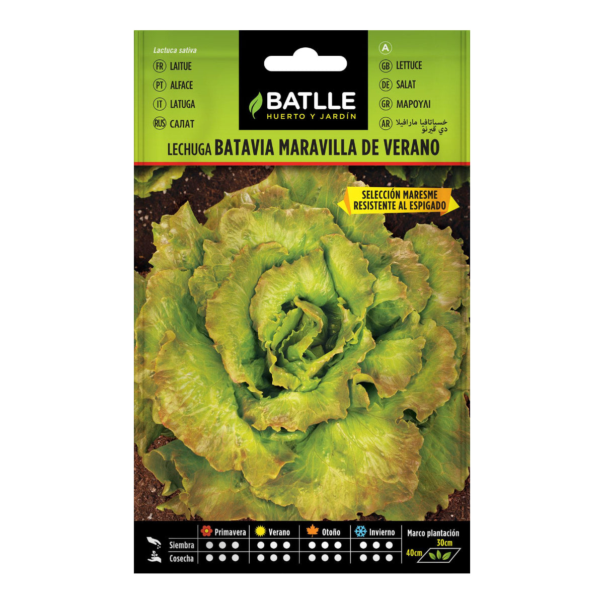 Samen für Salat „Maravilla de Verano” von Batlle