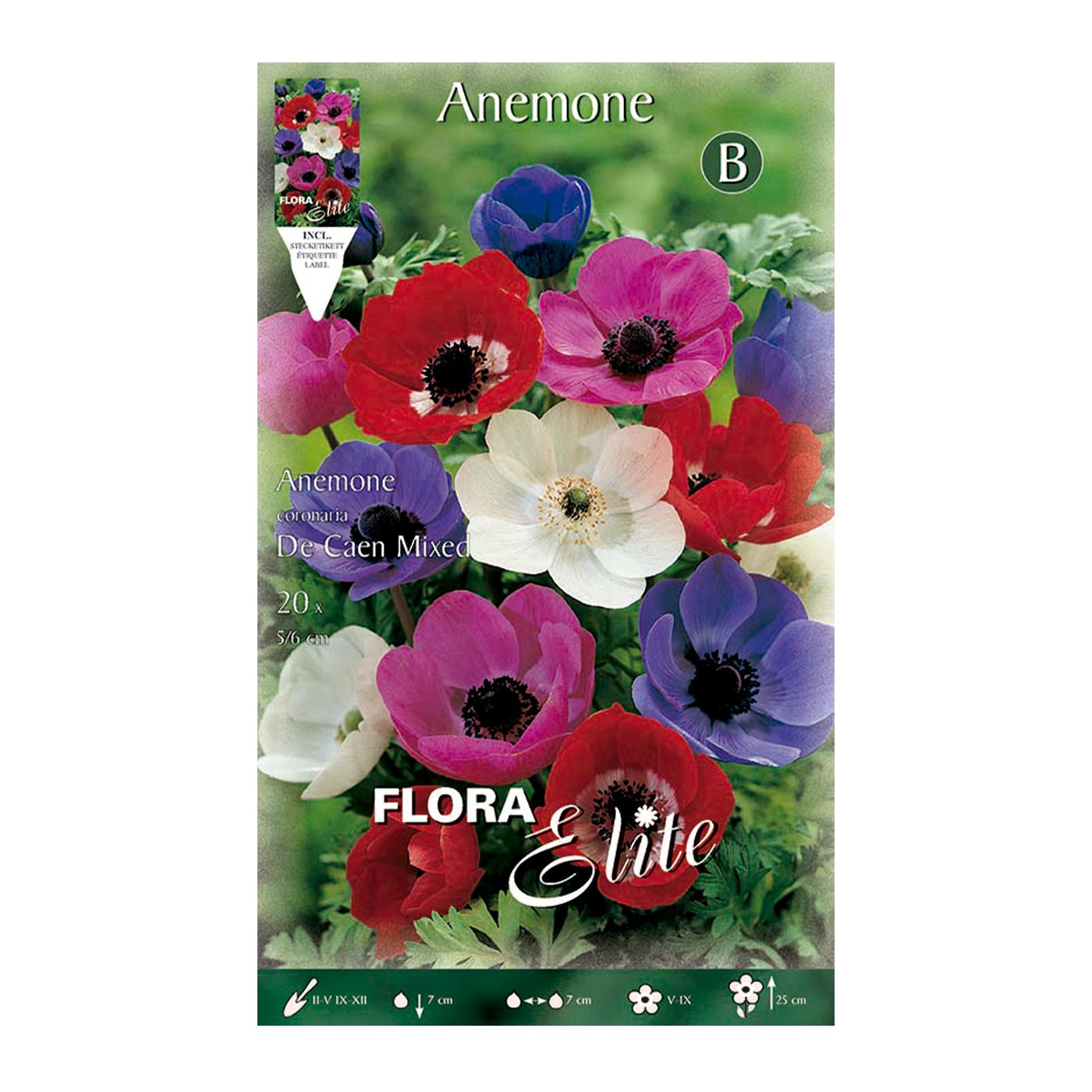 Cebulki anemonów z Caen, mieszanka 20 szt.