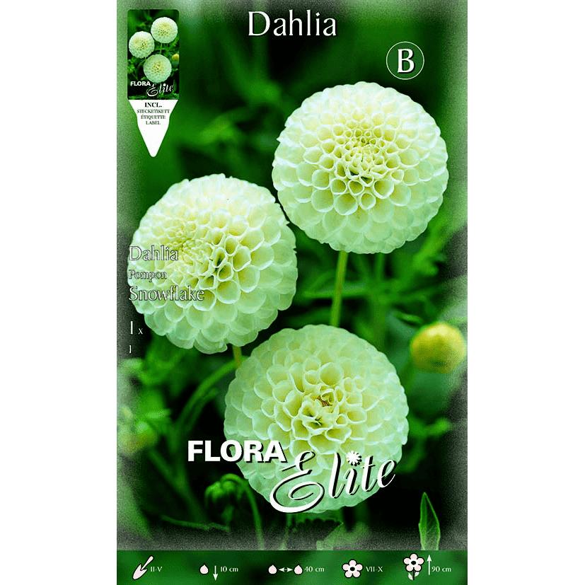 Dahlia Pom Pom vit lök 1 st