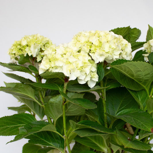 Weiße Hortensie 50-60 cm