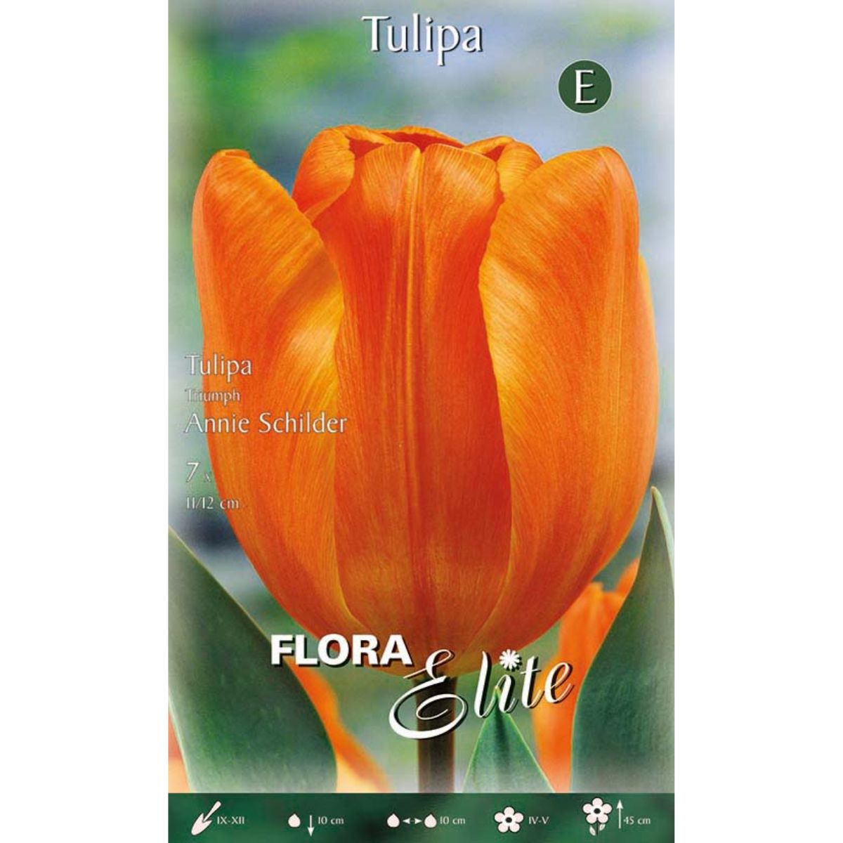 Tulpenzwiebeln orange 7 Stück
