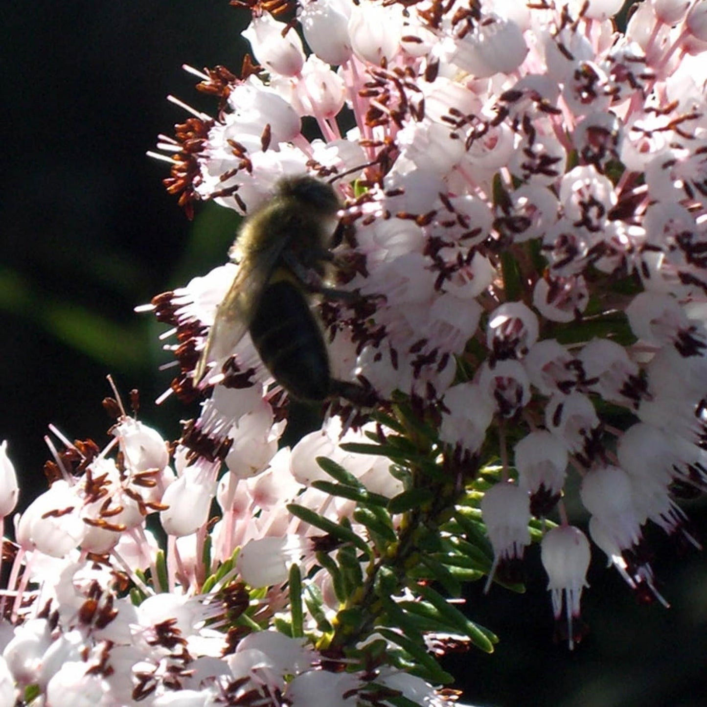 Bio-Heidehonig Bona Mel, 450 g
