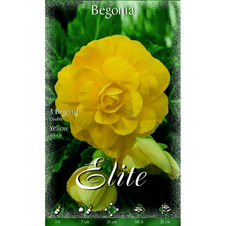 Bulbo Begonia doppia gialla 3 pz