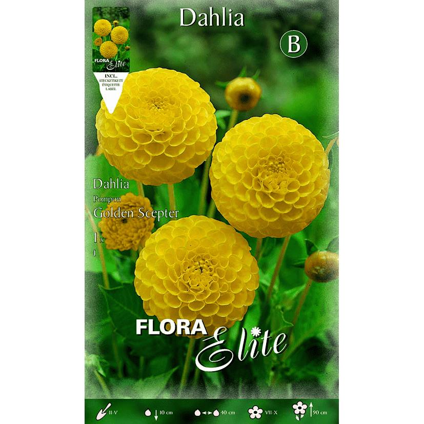 Bulbo di dalia Pom Pom gialla