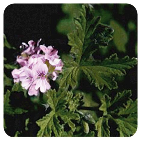 Essentiële olie Egyptische geranium Pranarôm 10 ml