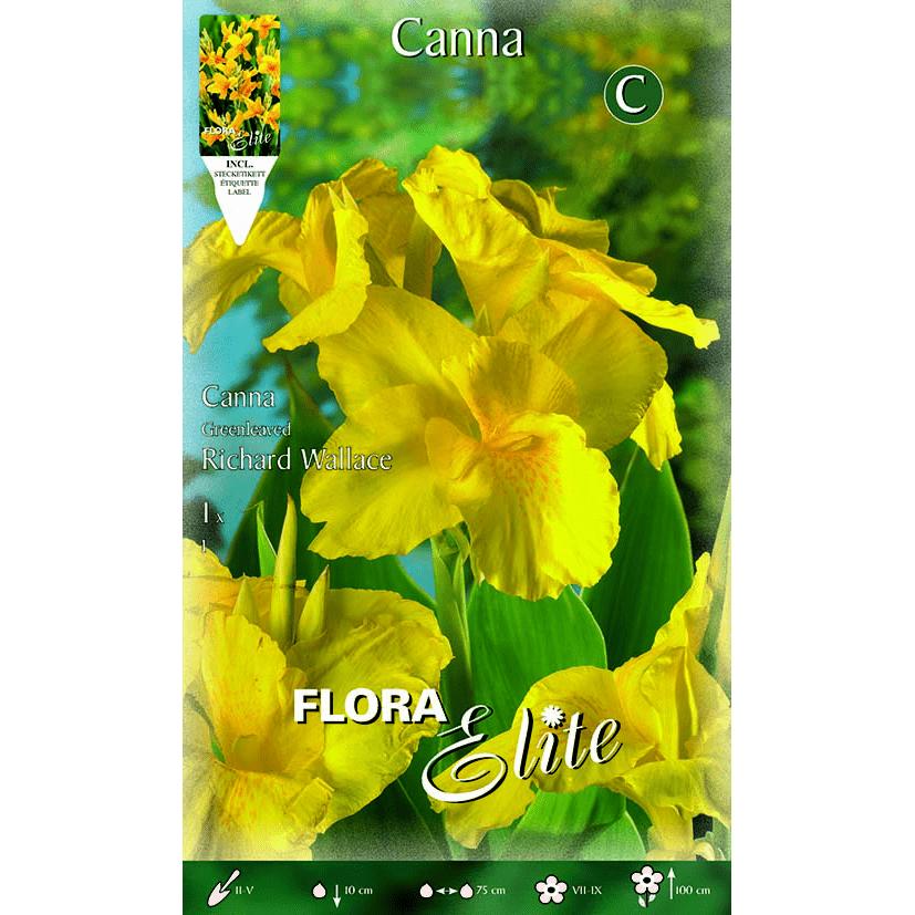 Bulbe Canna jaune à feuilles foncées 1 unité