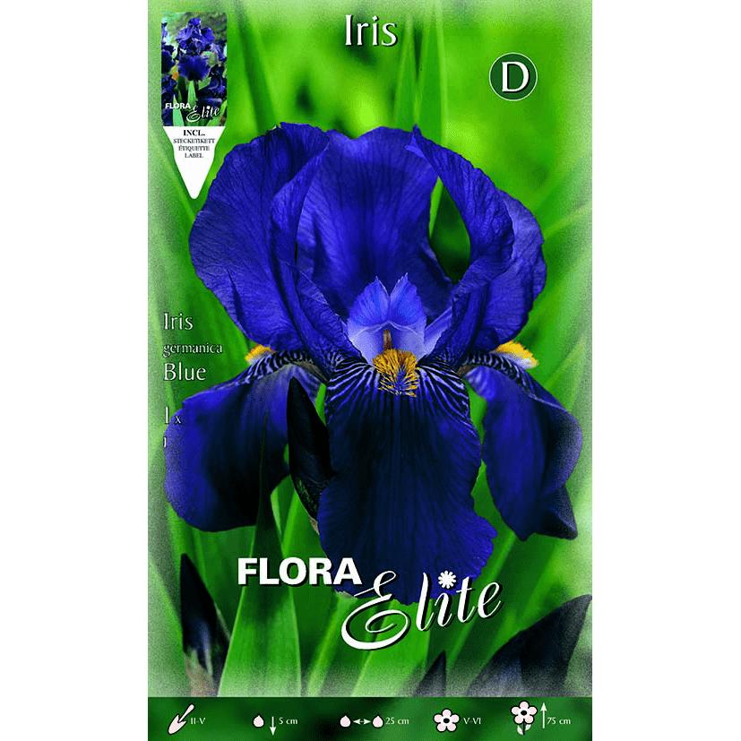 Blue German Iris Bulb 1 pc