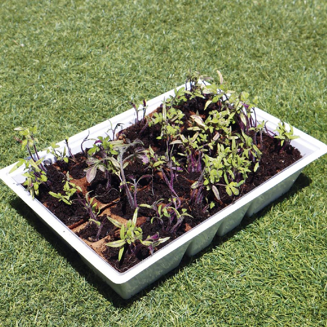 Planeta Huerto M greenhouse seed tray with lid, 4 trays