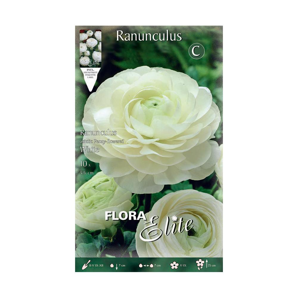 Zwiebeln Weißer Ranunkel 10 Stück