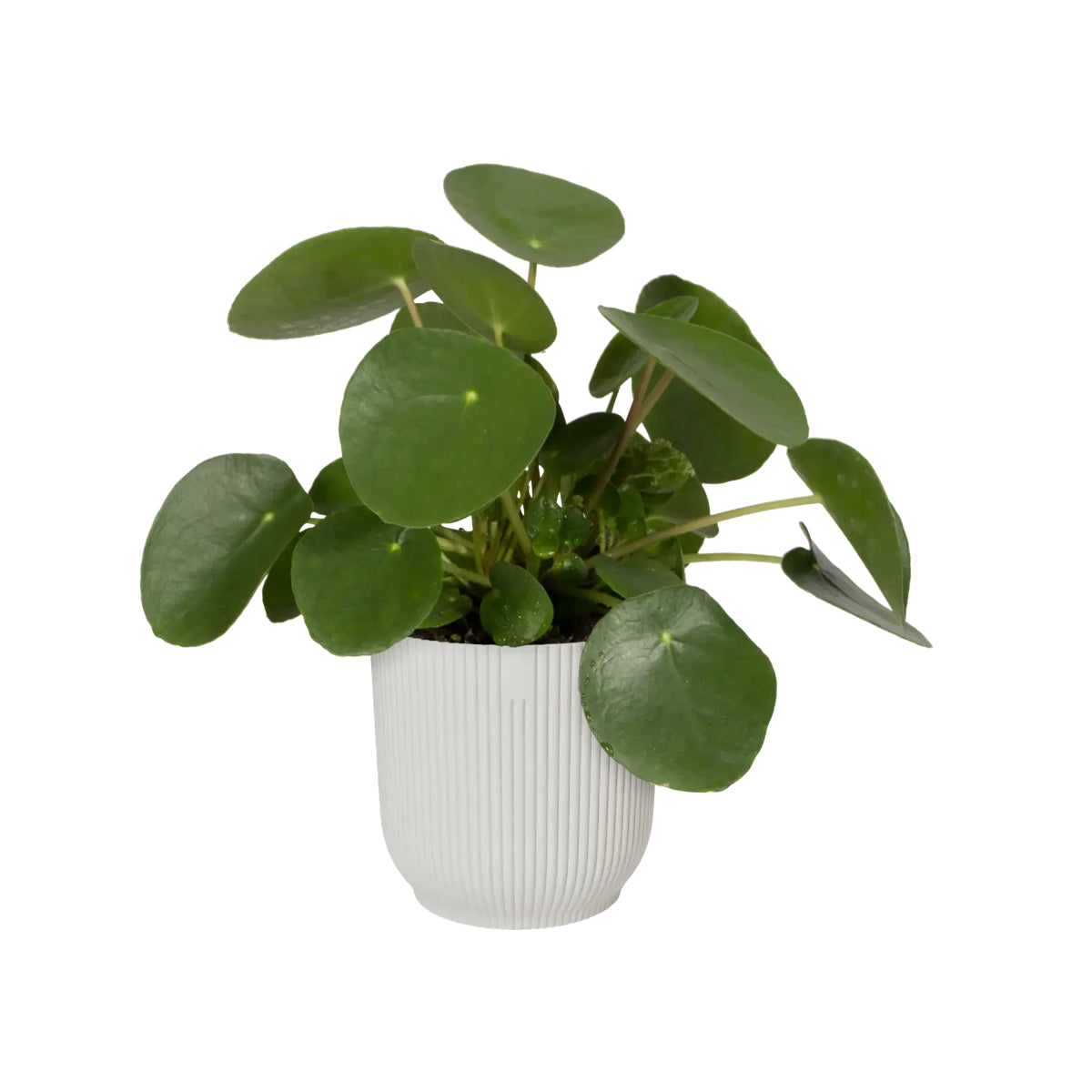 Pot de fleur Vibes Fold Round Silky White Elho 25 cm