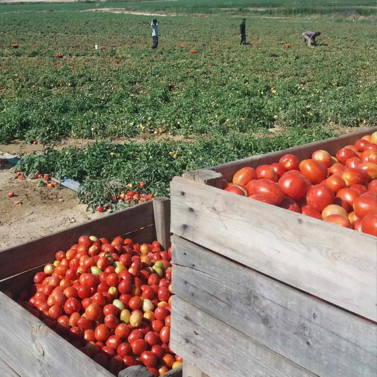 6er-Pack hausgemachte Bio-Tomatenpaste ohne Zucker Ékolo 340 g