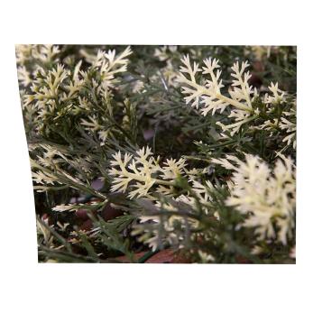 Treillis extensible en cyprès 1x1,5 m