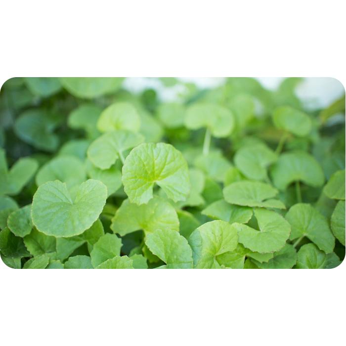 Brahmi Gotu Kola Organic India 90 gélules
