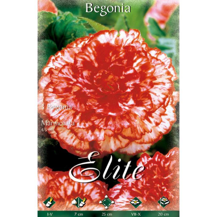 Hybride begonia Marmorata-bol 3 stuks
