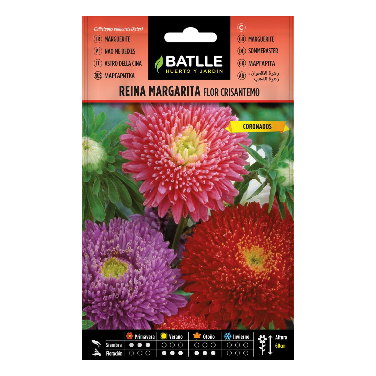 Graines de marguerite chrysanthème Batlle