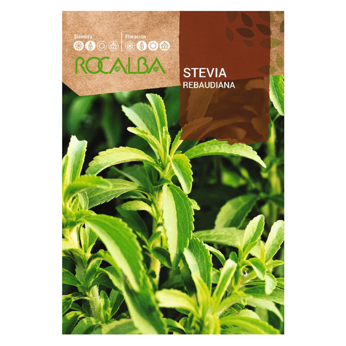 Semi di Stevia rebaudiana, Rocalba