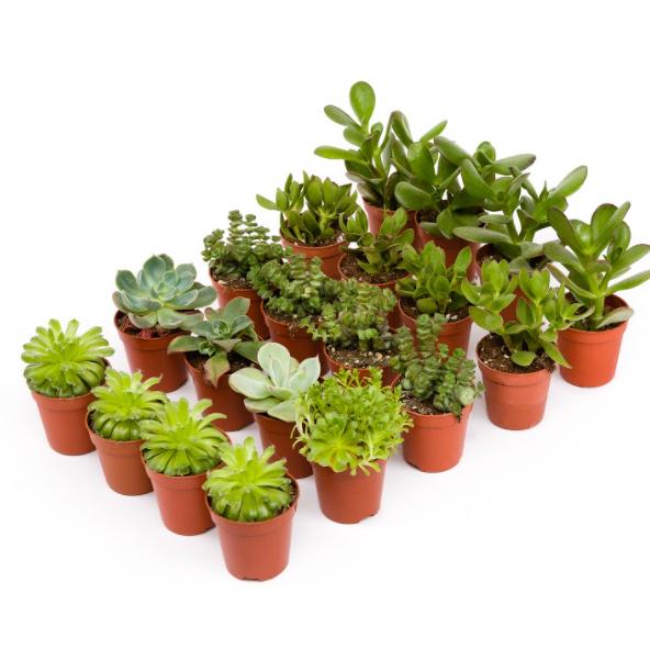 Tray Crasas 8,5 cm 12 und