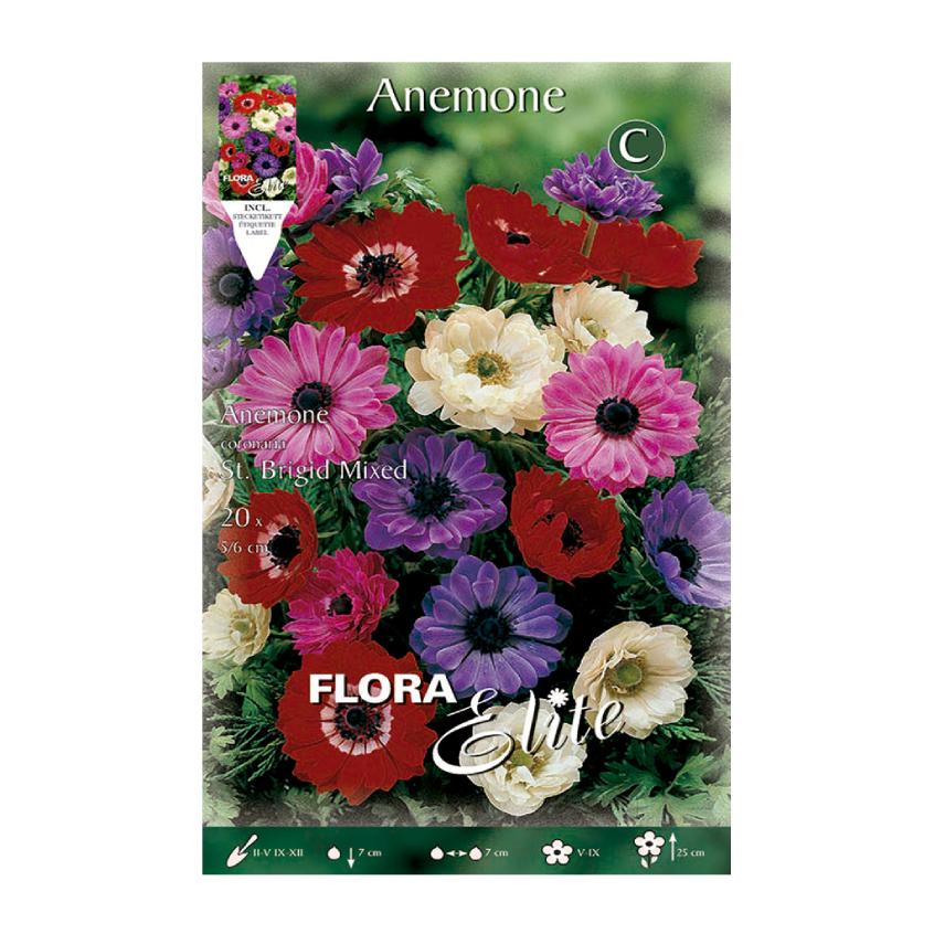Anemonlökar Santa Brigida blandning 20 st