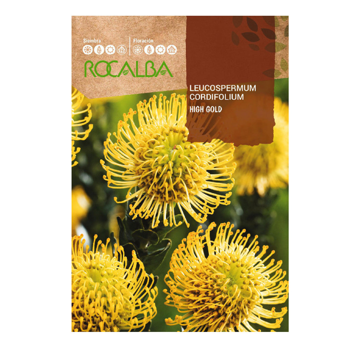 Proteazaadjes Leucospermum cordifolium, Rocalba