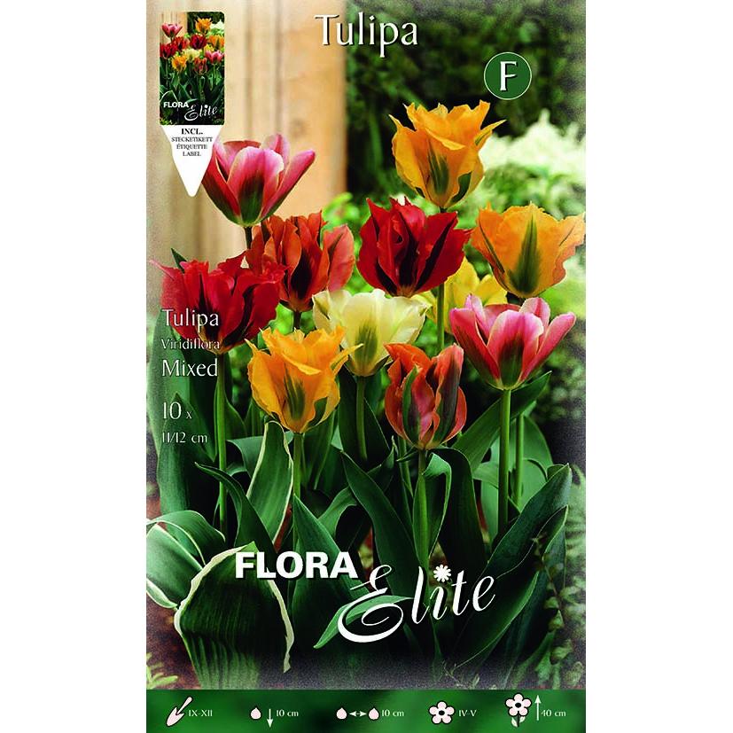 Bulbi Tulipano viridiflora misto 7 pz