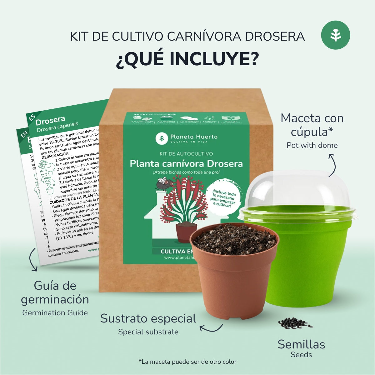 Kit di autocoltivazione Pianta carnivora Drosera Drosera Planeta Huerto