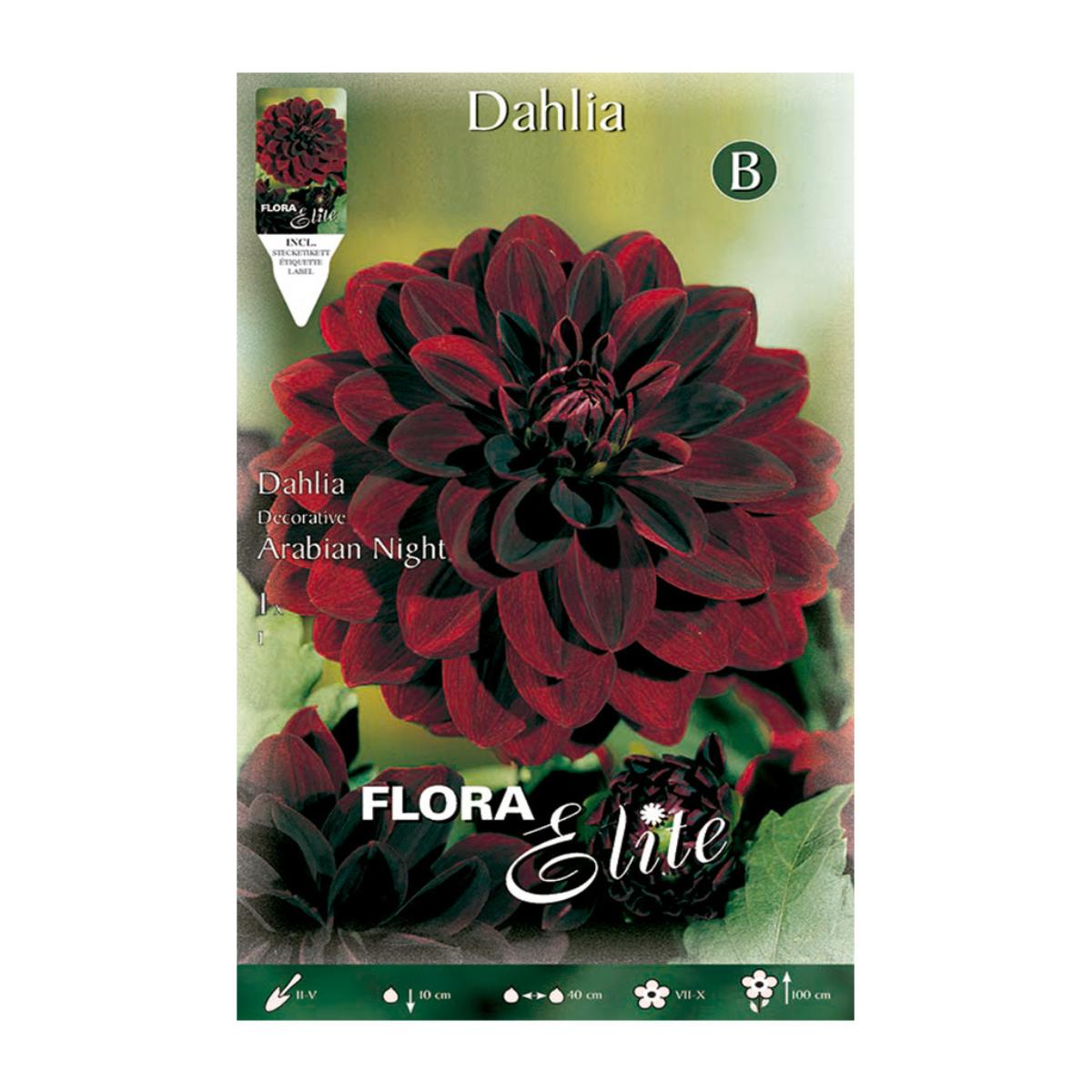 Red velvet decorative dahlia bulb, 1 unit