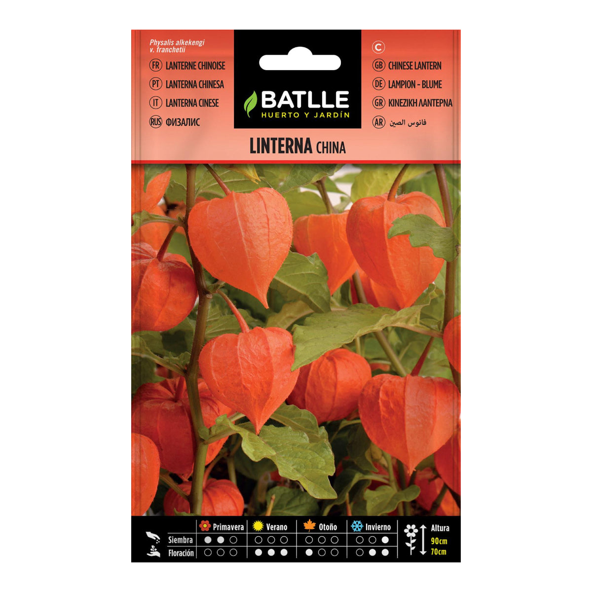 Graines de lanterne chinoise Batlle