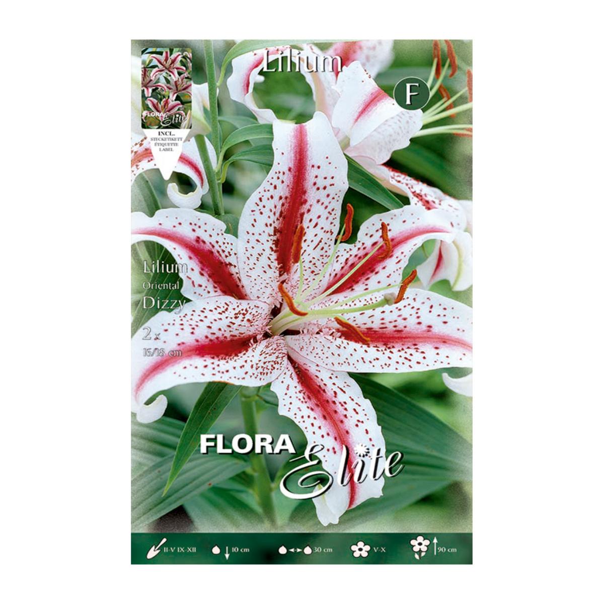 Lilium Oriental Dizzy Bulb, 2 pcs