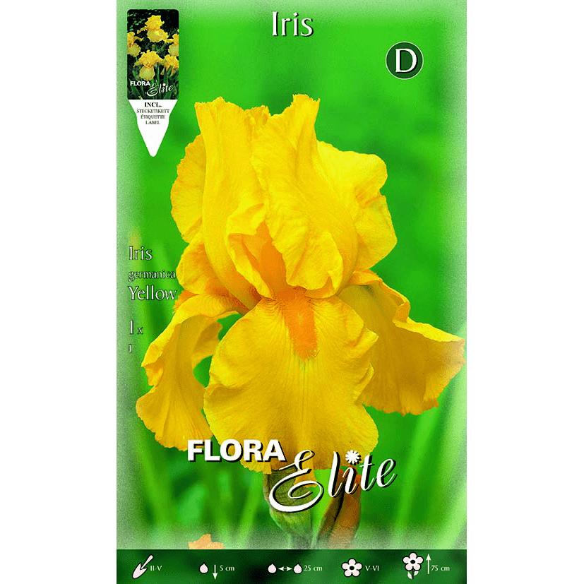 Yellow German Iris Bulb 1 pc
