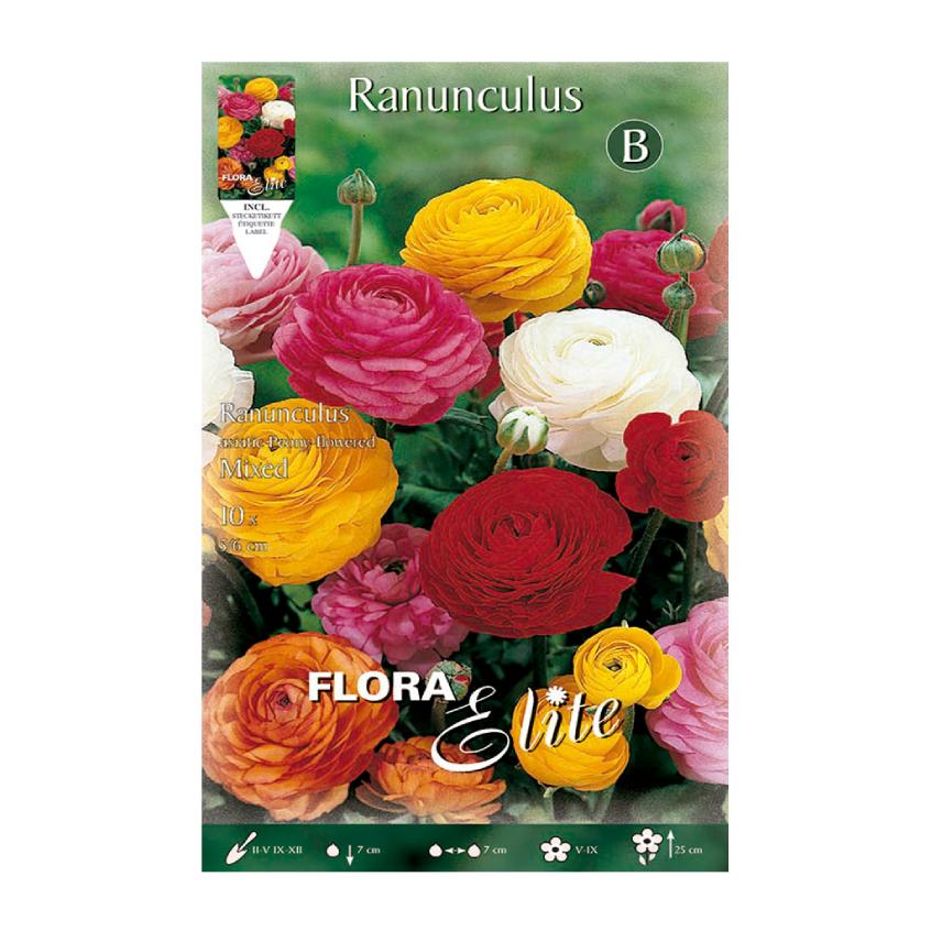 Cebulki ranunculus mieszanka 10 szt.