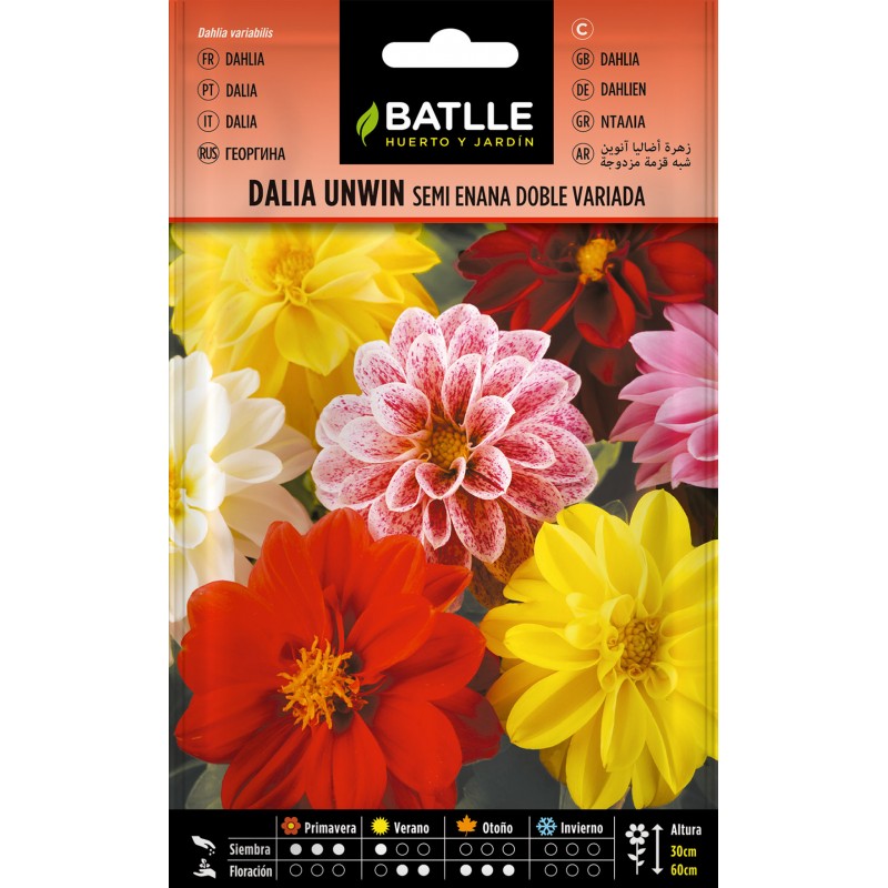 Zaden van Unwin semi-dwergdahlia, dubbel, gemengd Batlle